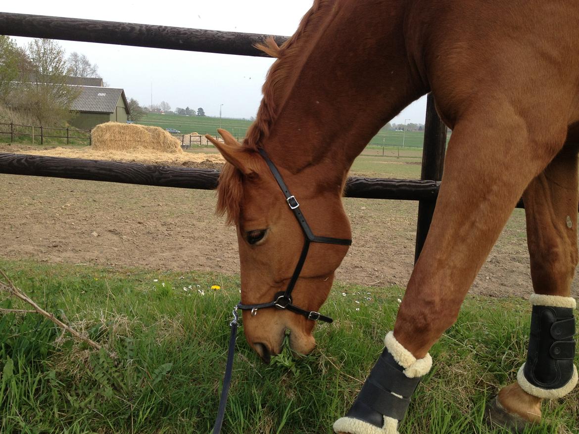 Tysk Oldenburger Immernenz (Bimmer) <3 - d.08.05.2013. billede 18