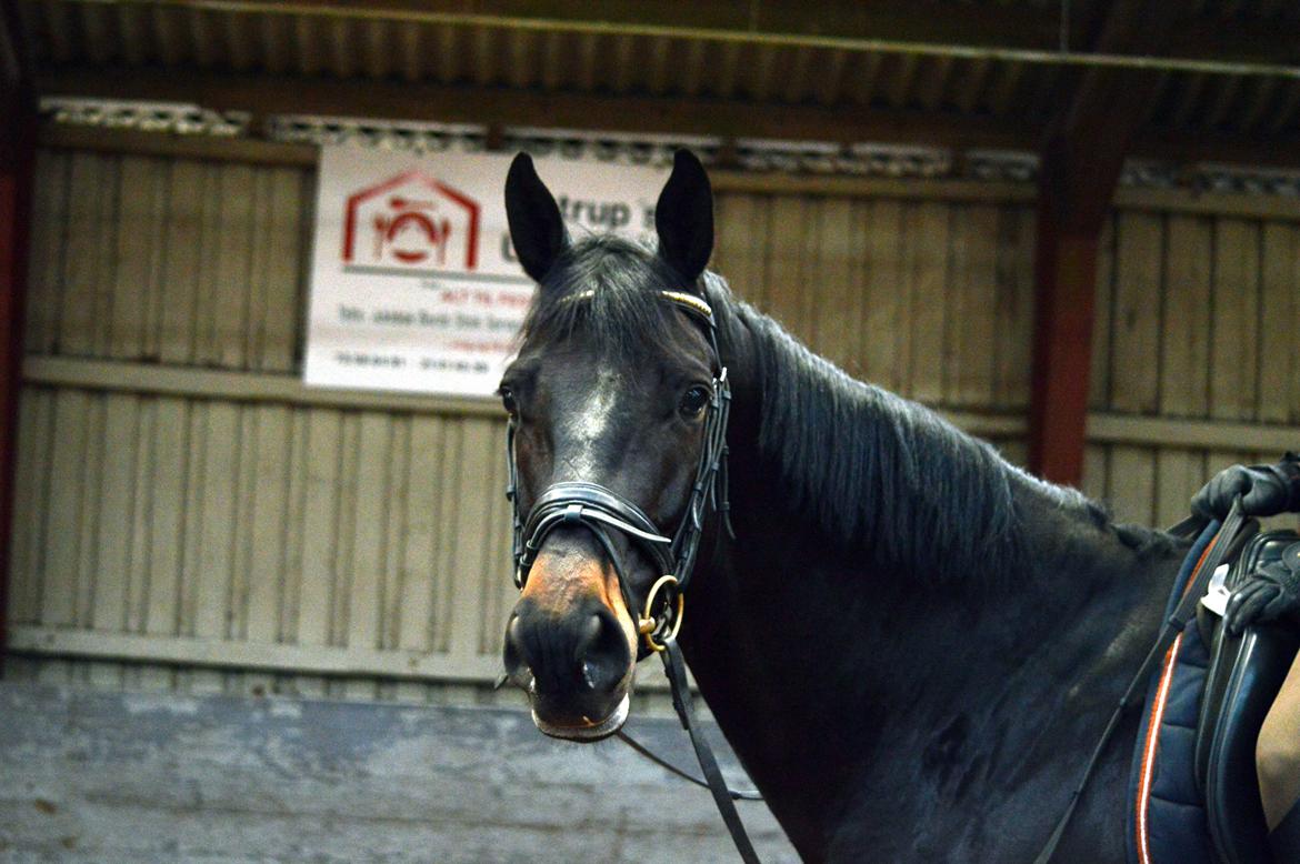 Trakehner Lancelot - Smukke dyr altså!  billede 9