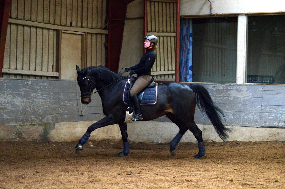 Trakehner Lancelot - Verdens dejligste hest billede 4