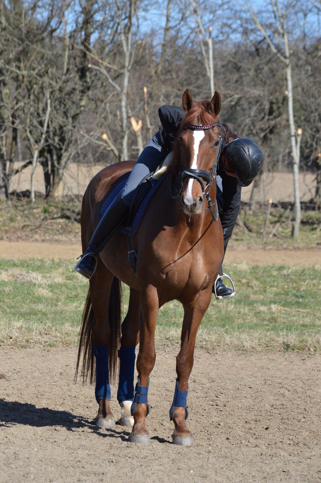 Dansk Varmblod Madigan Lox billede 13