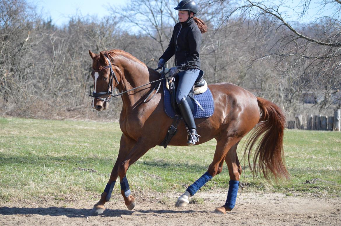 Dansk Varmblod Madigan Lox billede 14