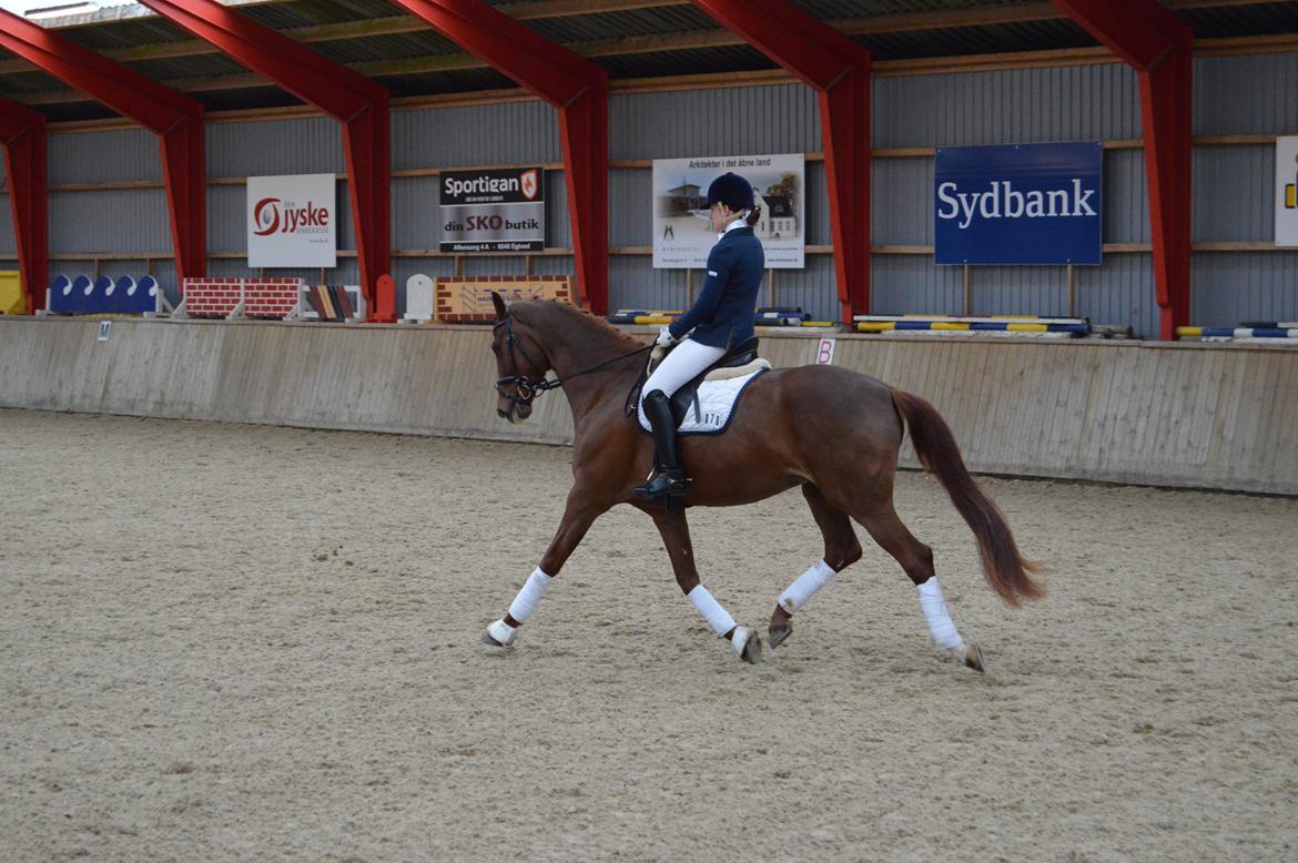 Dansk Varmblod Madigan Lox billede 15