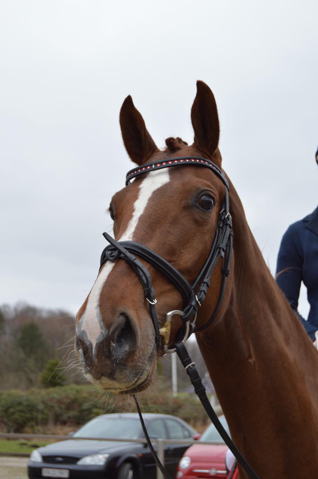 Dansk Varmblod Madigan Lox billede 16