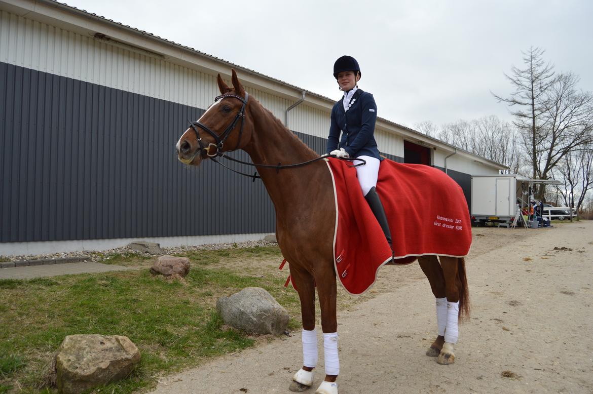 Dansk Varmblod Madigan Lox billede 17