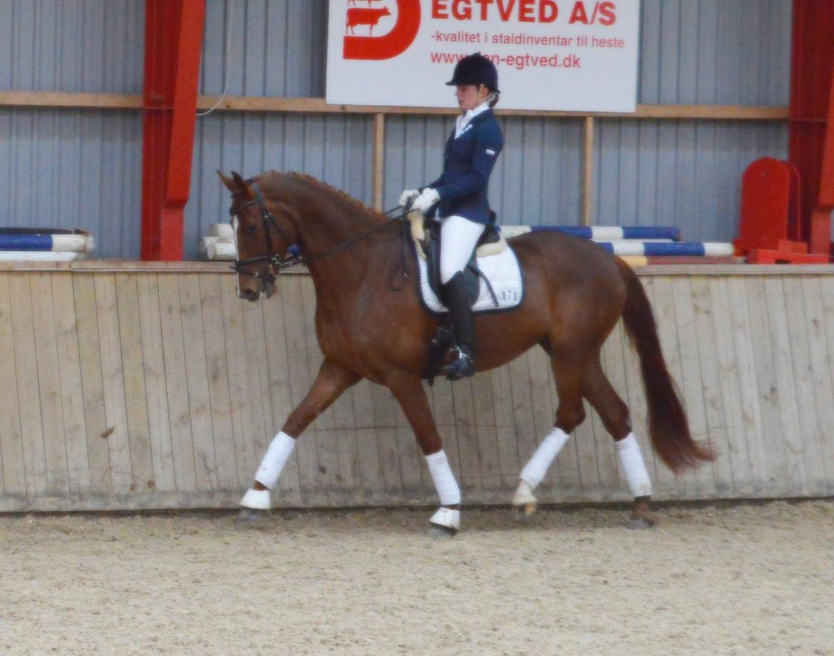 Dansk Varmblod Madigan Lox billede 18