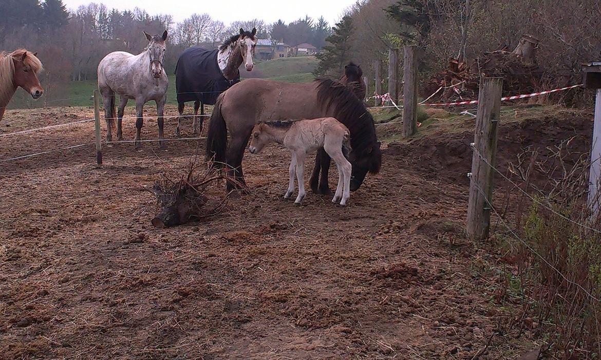 Islænder Vorperla fra Bjergby billede 11