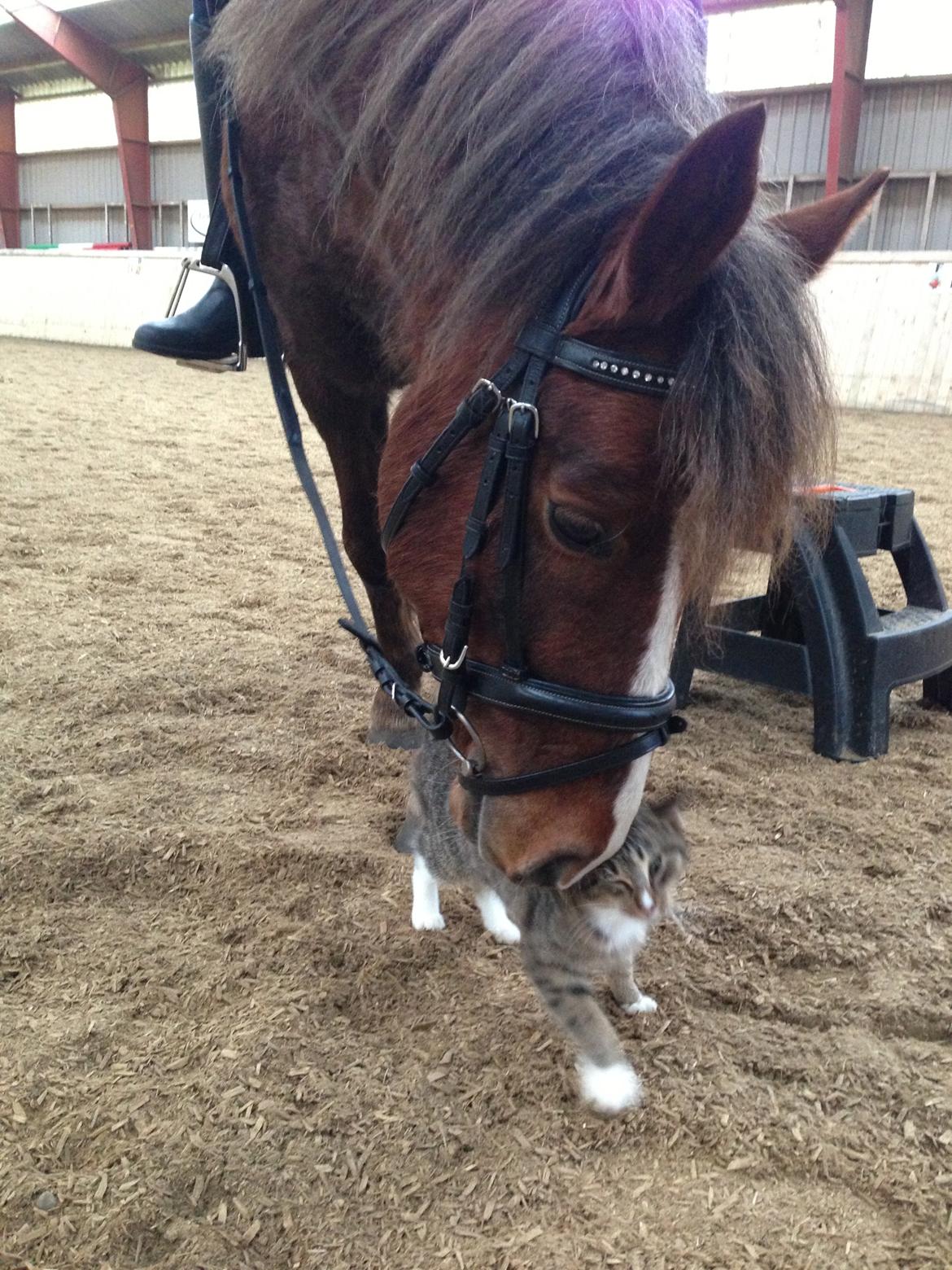 Welsh Pony (sec B) Pinocchio billede 3