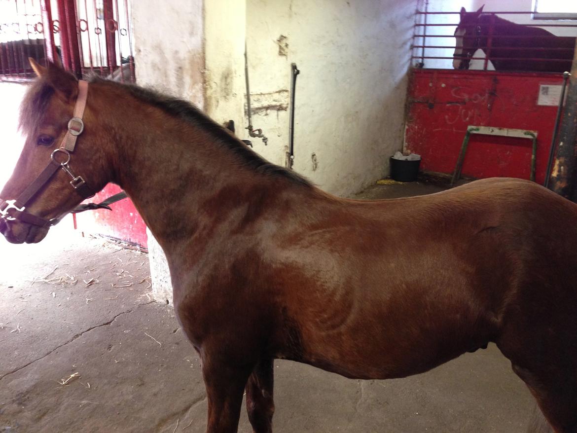 Welsh Pony (sec B) Pinocchio billede 2