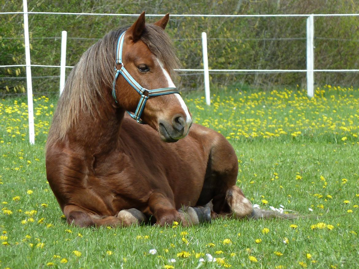 Welsh Pony (sec B) Pinocchio - Sommeren 2012 billede 1