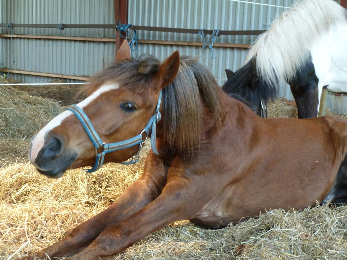 Welsh Pony (sec B) Pinocchio billede 4