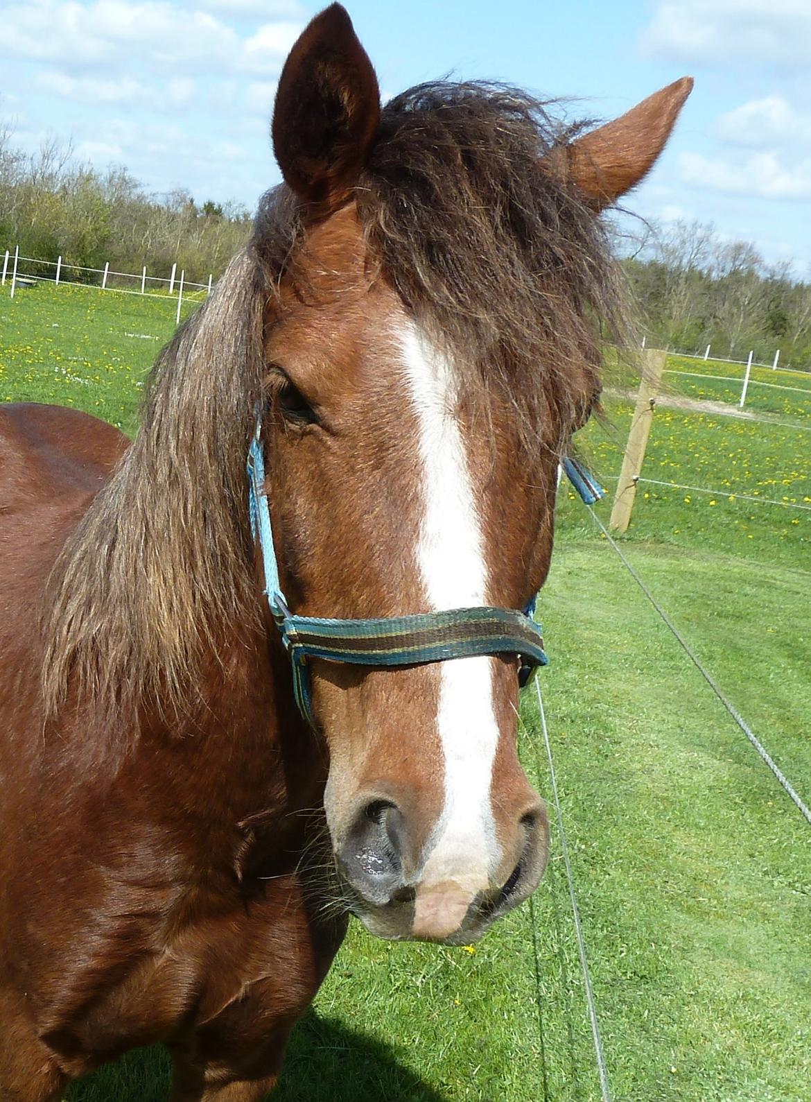Welsh Pony (sec B) Pinocchio billede 5