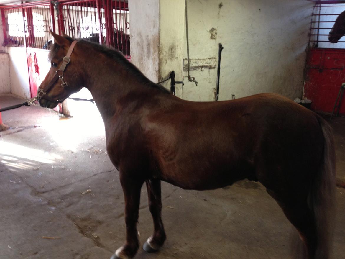 Welsh Pony (sec B) Pinocchio billede 6