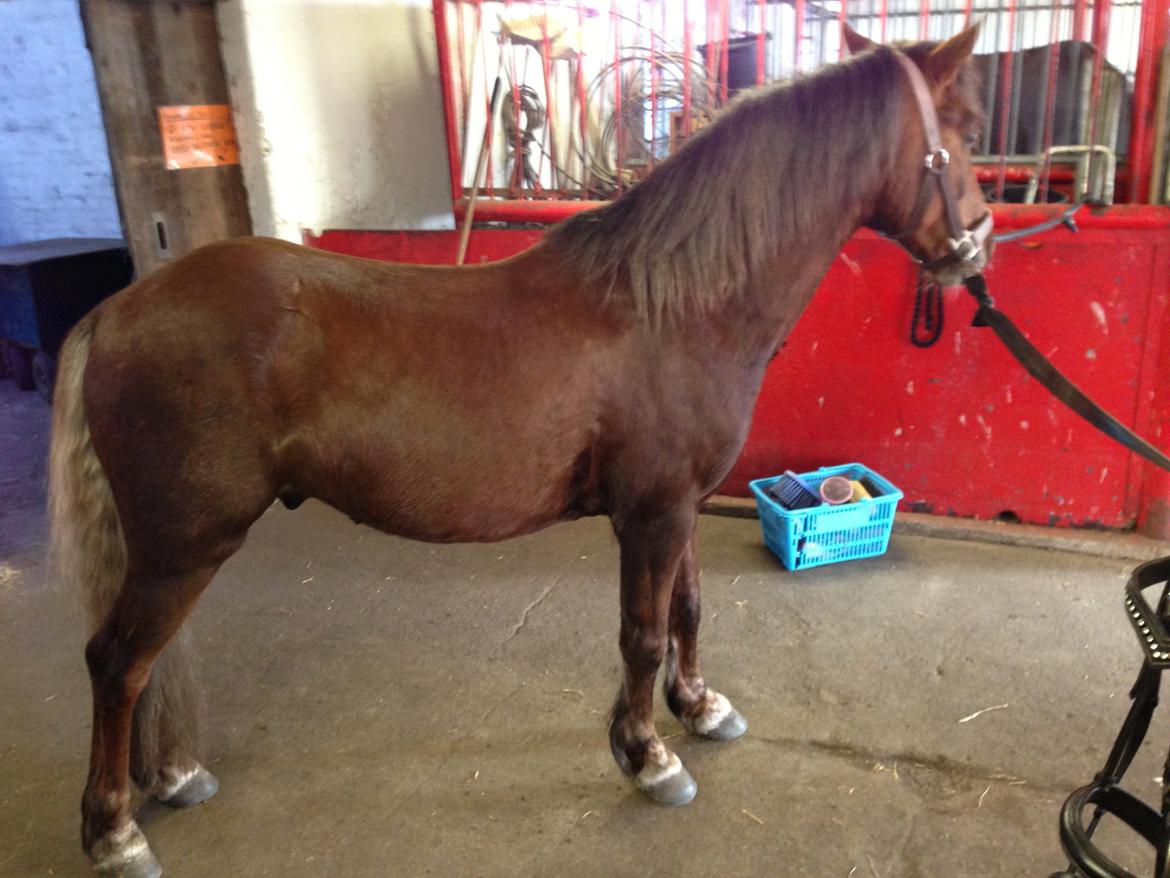 Welsh Pony (sec B) Pinocchio - marts 2013 billede 7