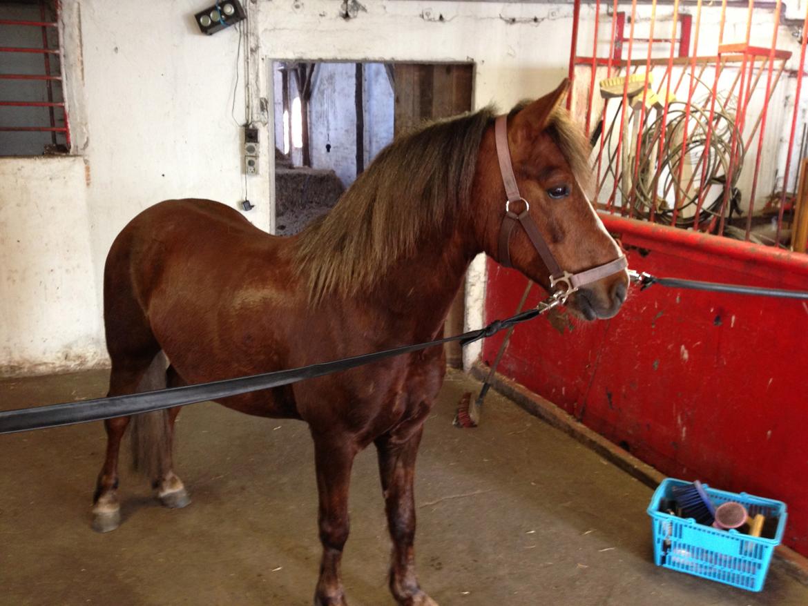 Welsh Pony (sec B) Pinocchio billede 8