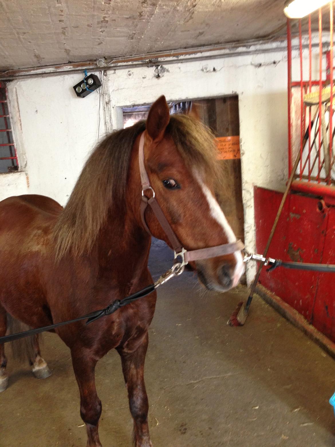 Welsh Pony (sec B) Pinocchio billede 9