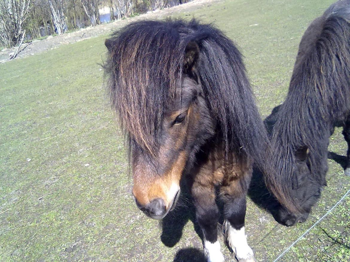 Shetlænder Trille billede 3