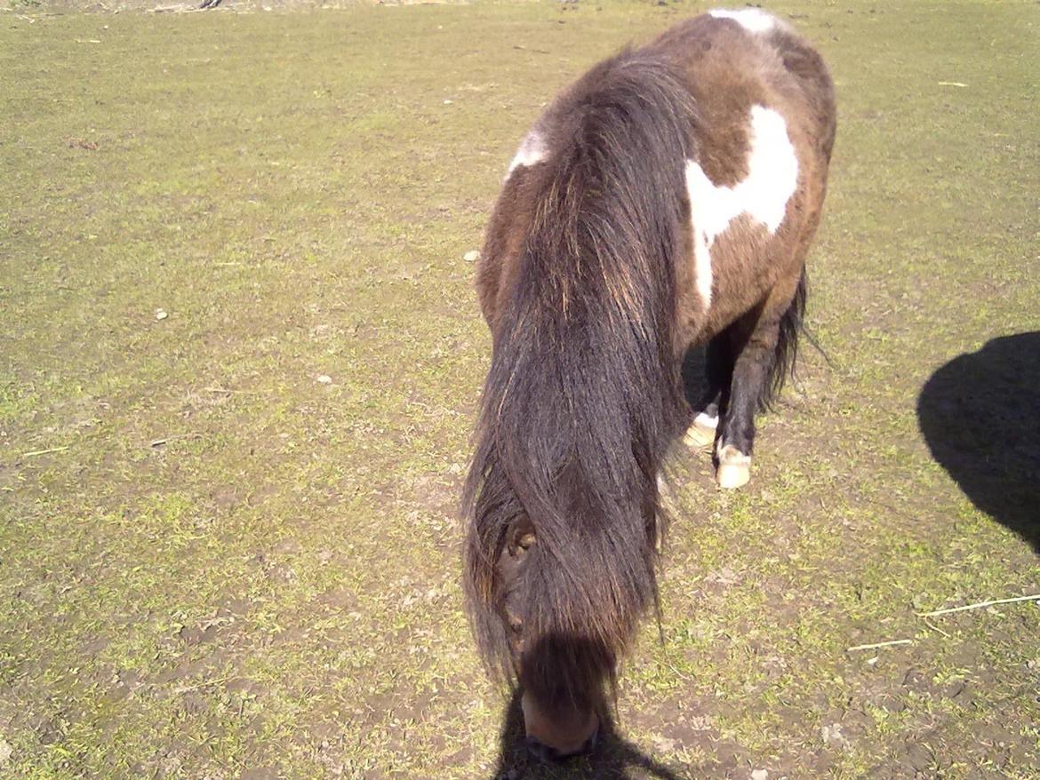 Shetlænder Trille billede 2