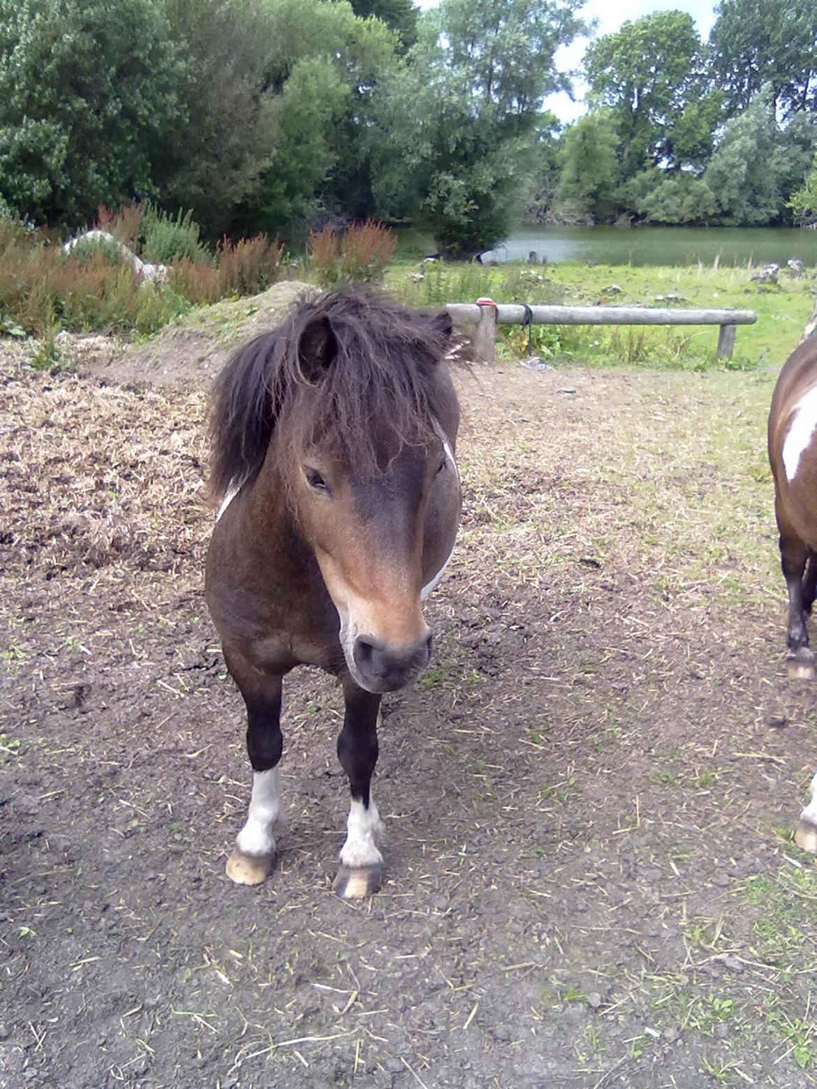 Shetlænder Julius billede 1