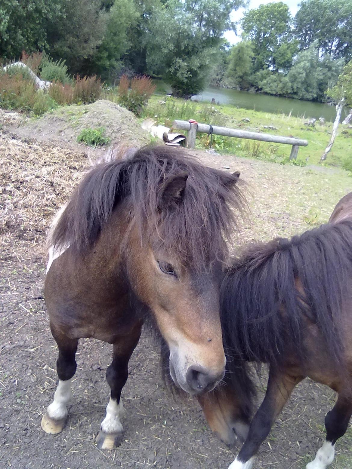 Shetlænder Julius billede 2