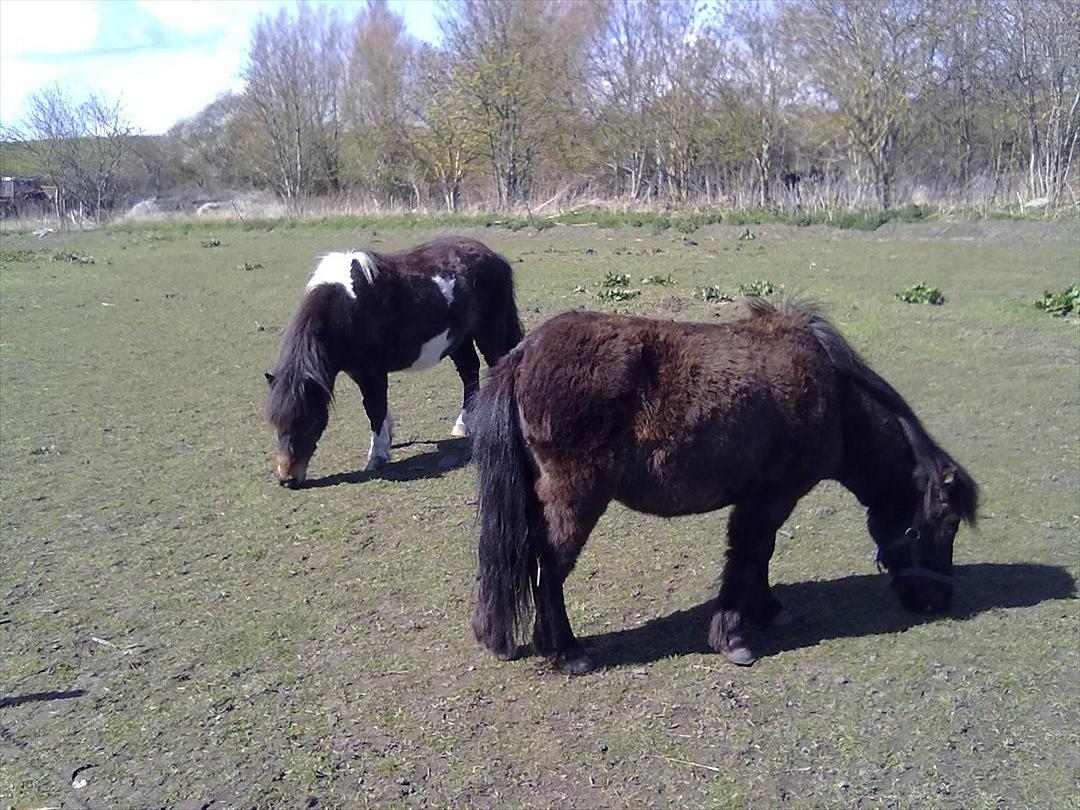 Shetlænder Julius billede 7