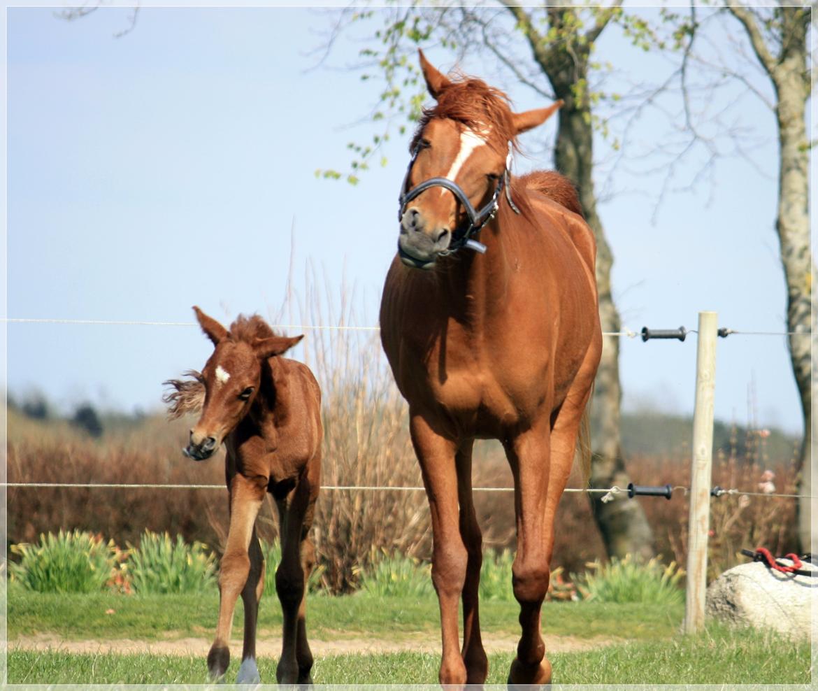 Arabisk fuldblod (OX) Finally Al-Bait OX 5493 SOLGT ! billede 3