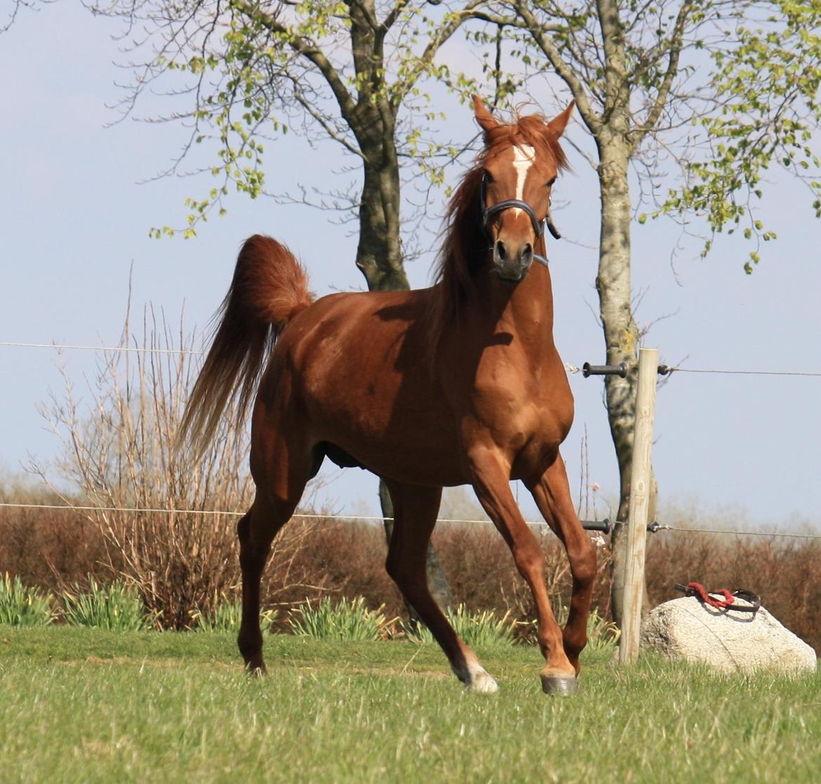 Arabisk fuldblod (OX) Finally Al-Bait OX 5493 SOLGT ! billede 17