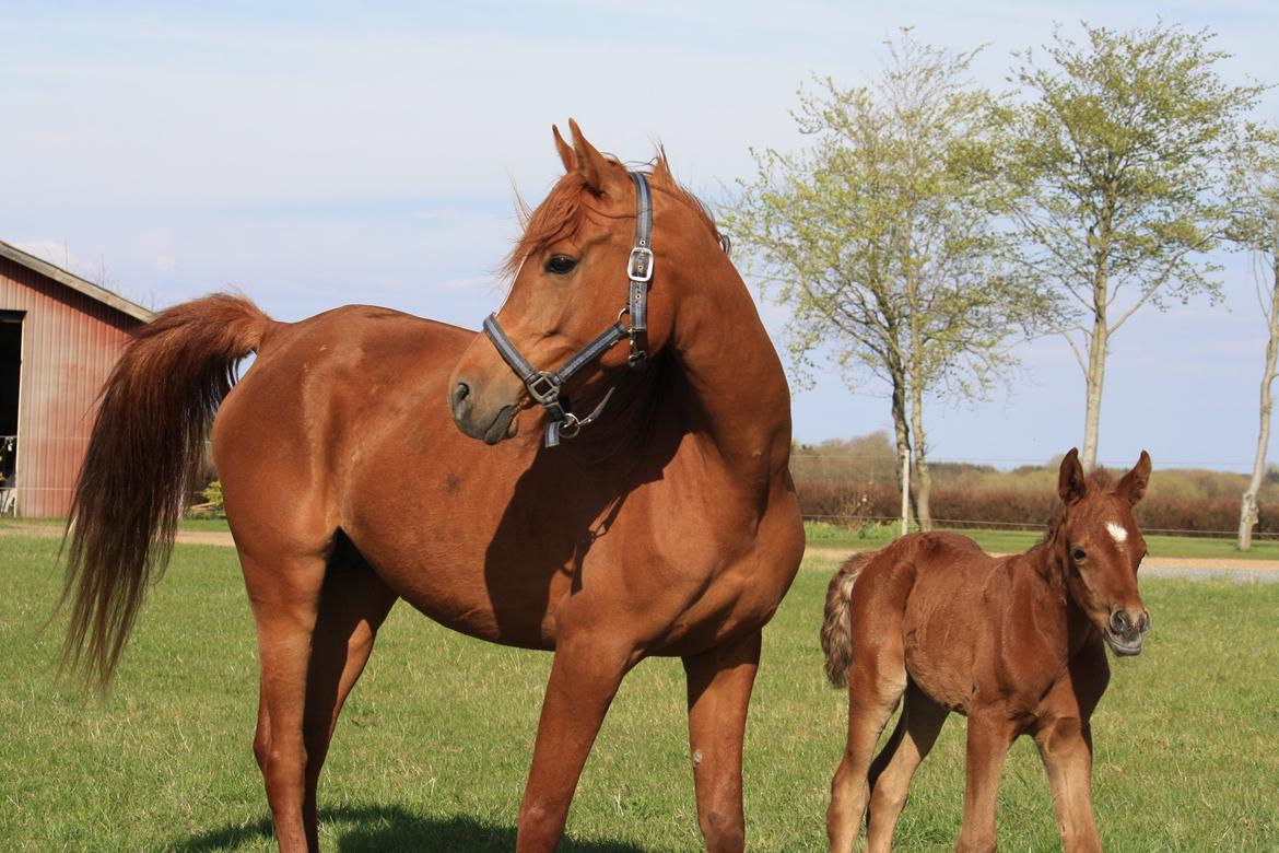 Arabisk fuldblod (OX) Finally Al-Bait OX 5493 SOLGT ! billede 18