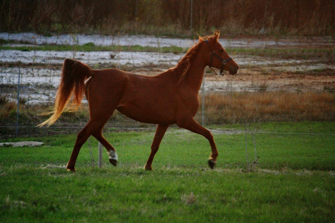 Arabisk fuldblod (OX) Finally Al-Bait OX 5493 SOLGT ! billede 19