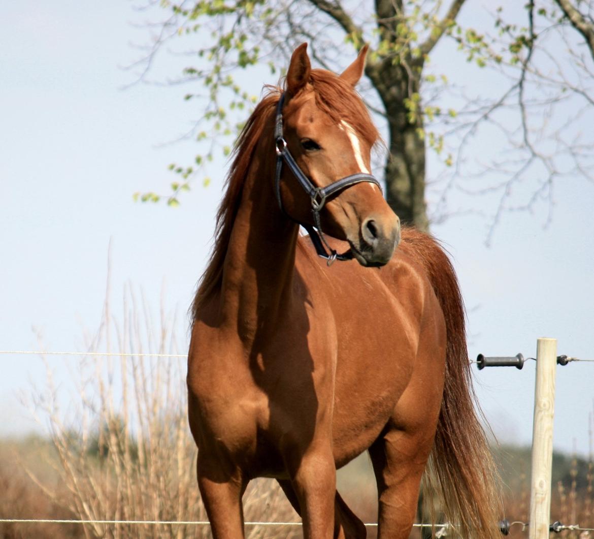 Arabisk fuldblod (OX) Finally Al-Bait OX 5493 SOLGT ! billede 20