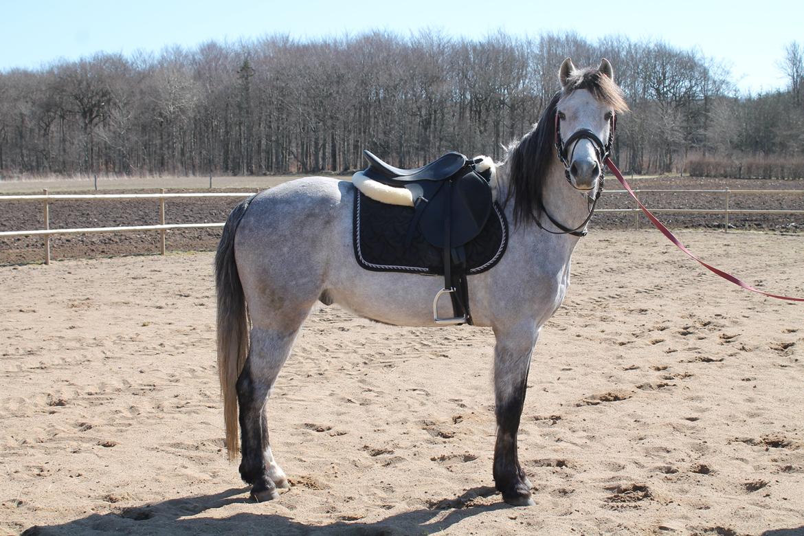 Welsh Pony (sec B) Låddenhøjs Toby billede 3