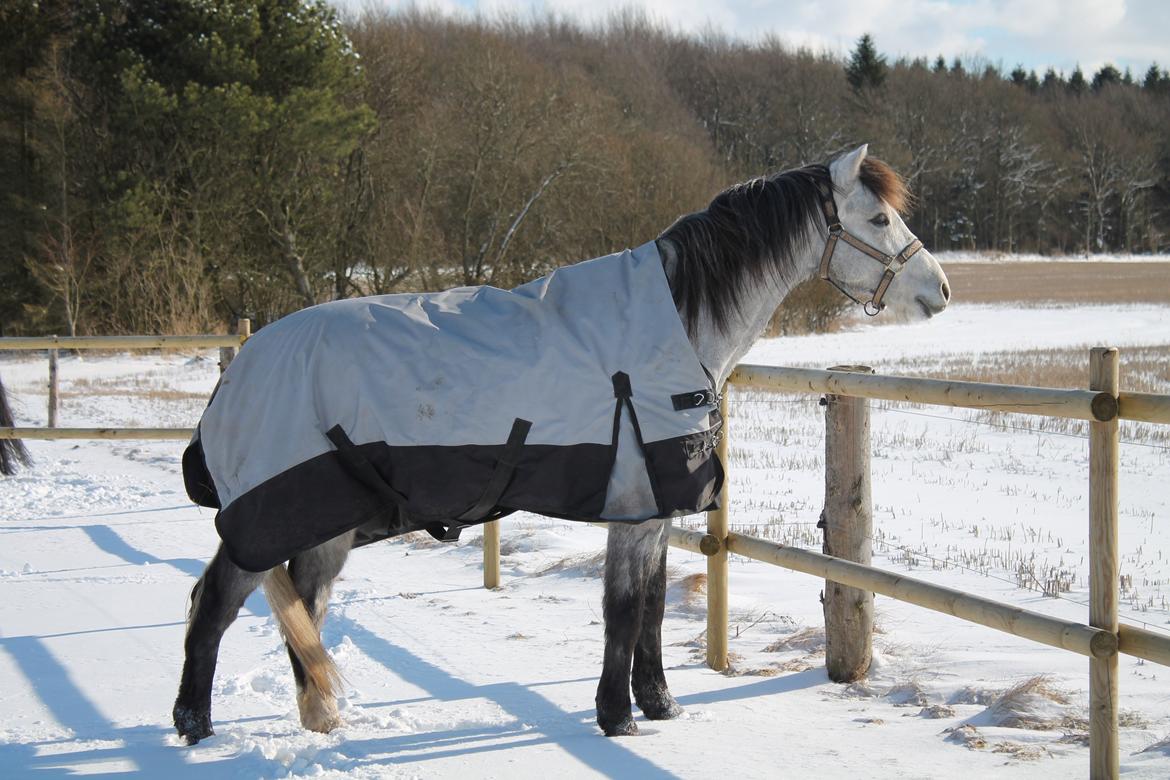 Welsh Pony (sec B) Låddenhøjs Toby billede 4