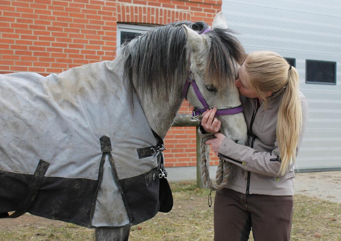 Welsh Pony (sec B) Låddenhøjs Toby billede 6