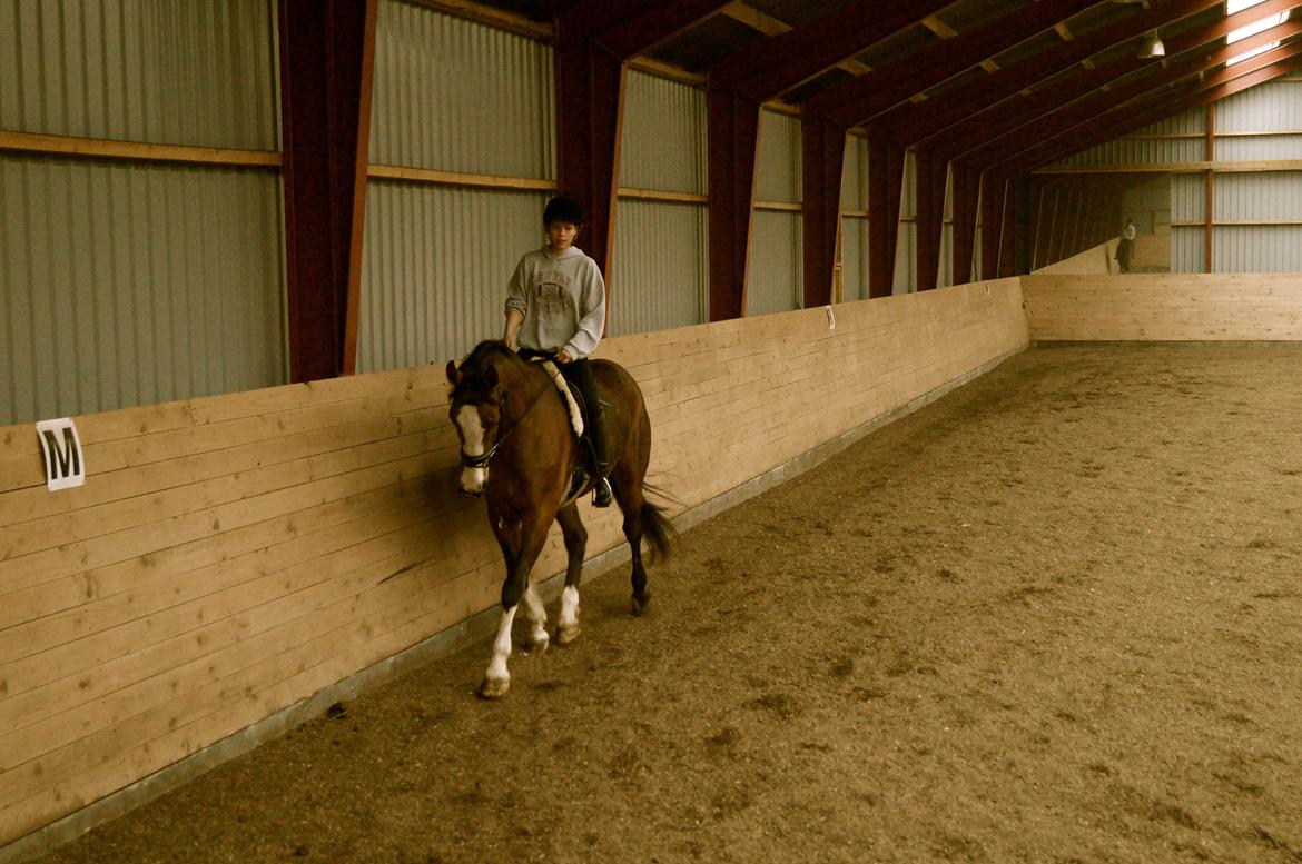 Dansk Varmblod Graffiti R billede 3