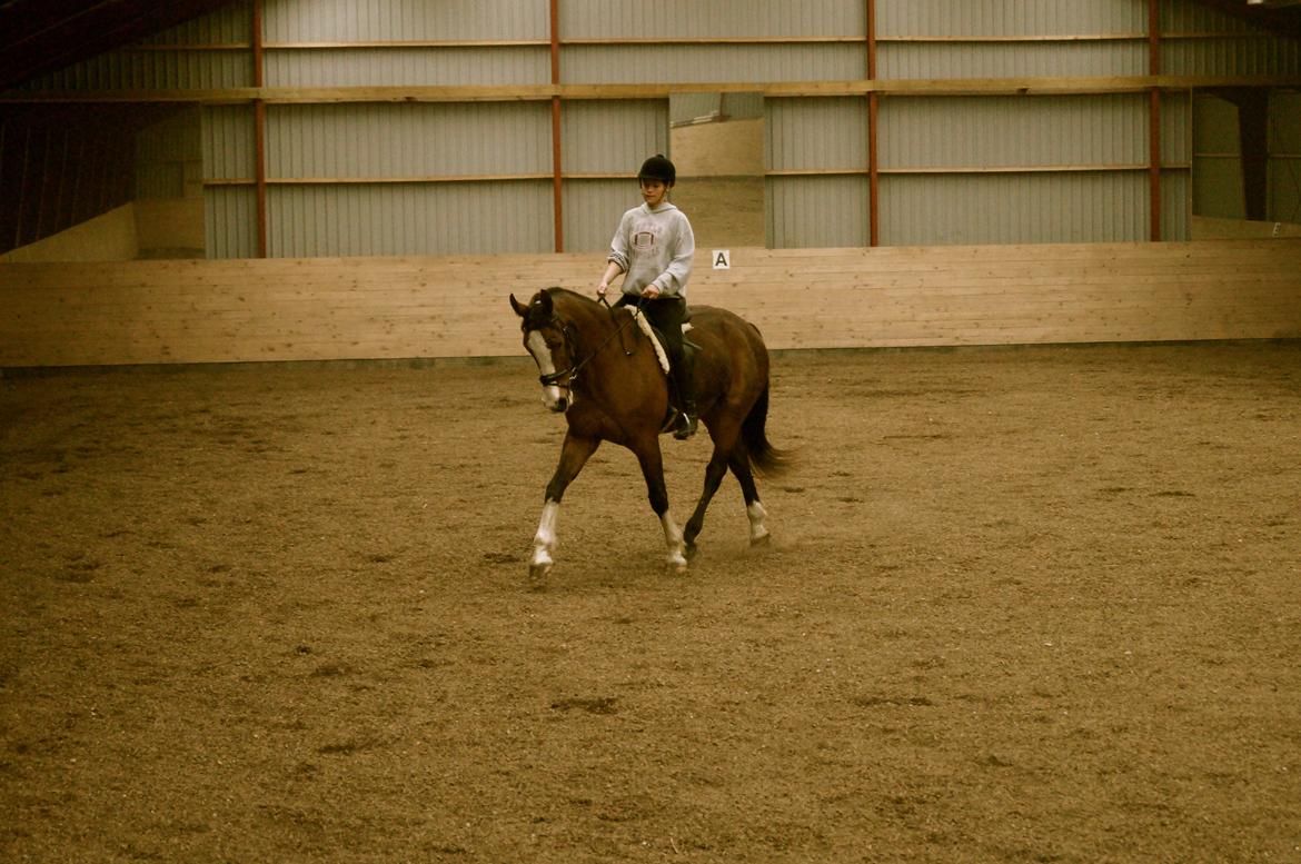 Dansk Varmblod Graffiti R billede 4