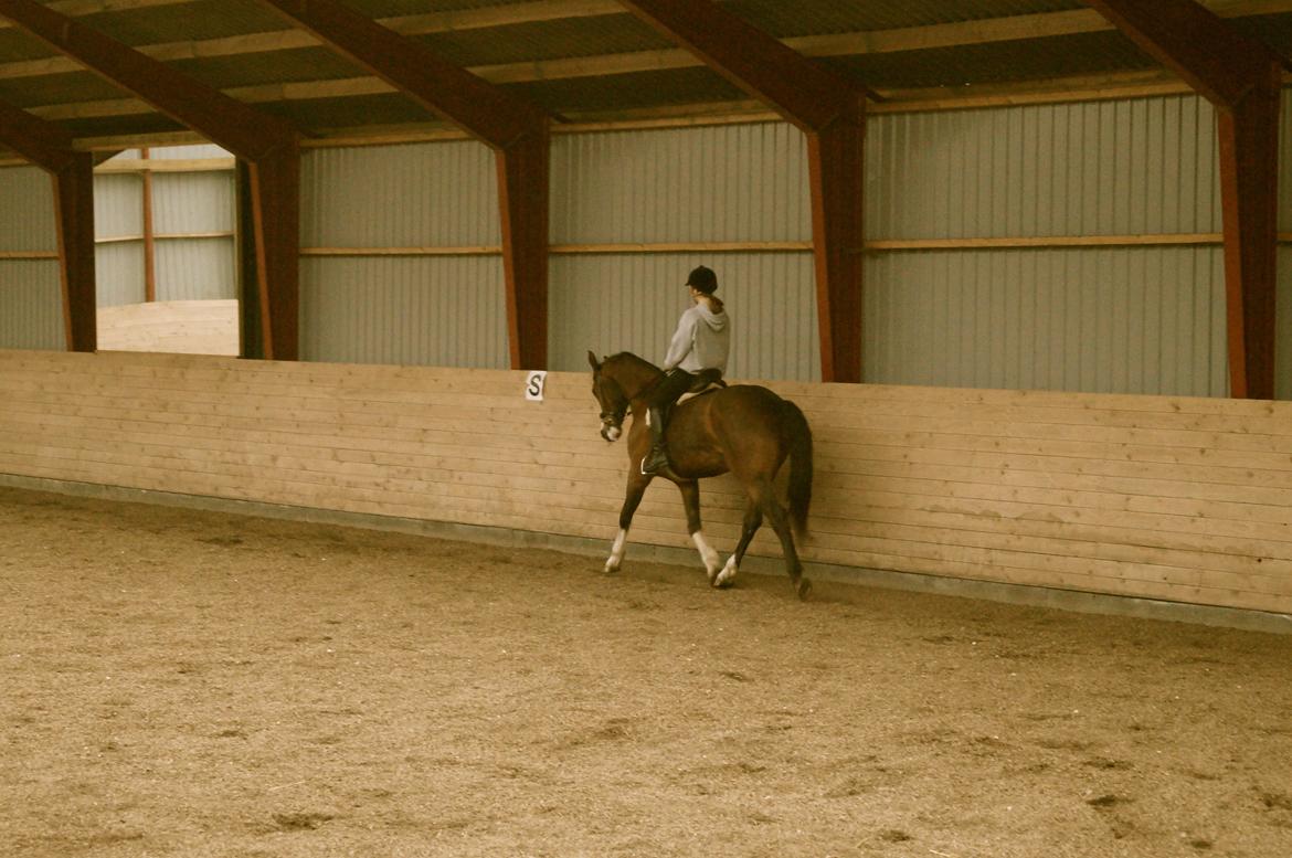 Dansk Varmblod Graffiti R billede 5