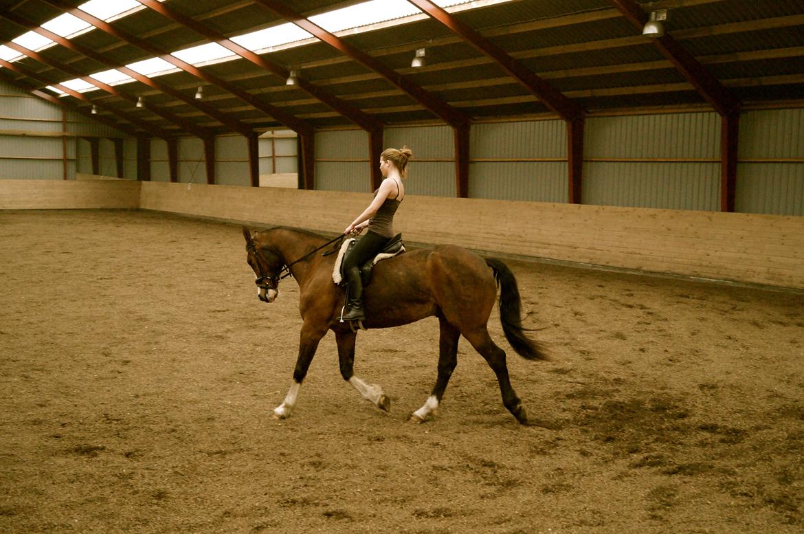 Dansk Varmblod Graffiti R billede 6