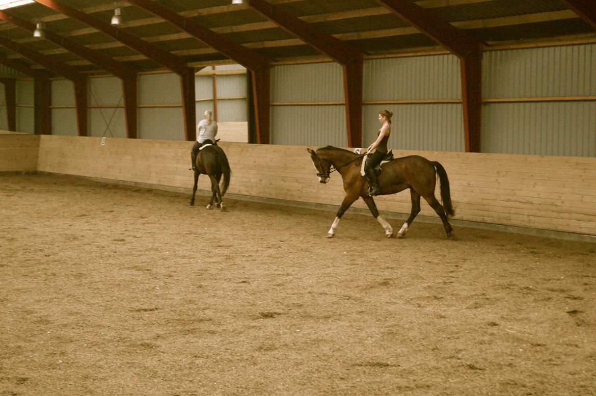 Dansk Varmblod Graffiti R billede 7