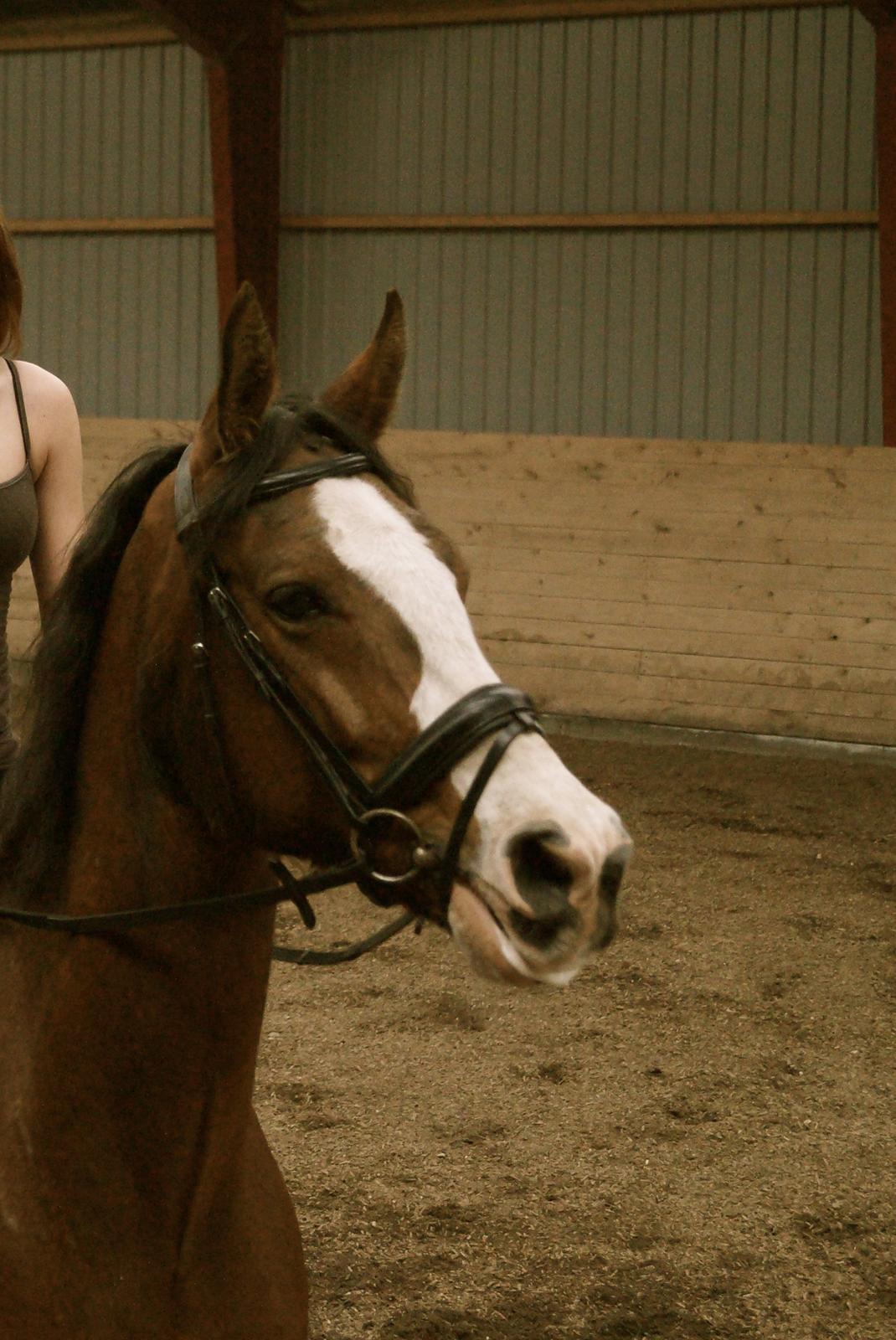 Dansk Varmblod Graffiti R billede 1