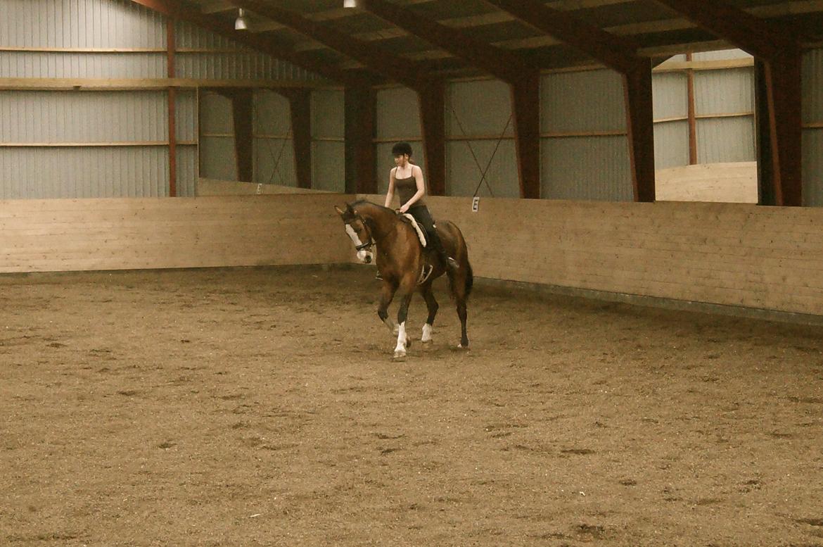 Dansk Varmblod Graffiti R billede 8