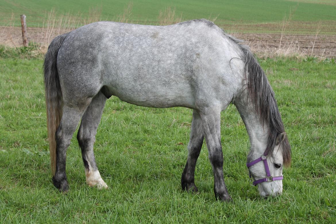 Welsh Pony (sec B) Låddenhøjs Toby billede 5