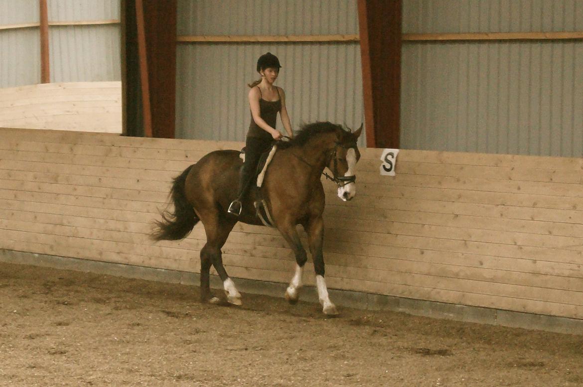 Dansk Varmblod Graffiti R billede 9