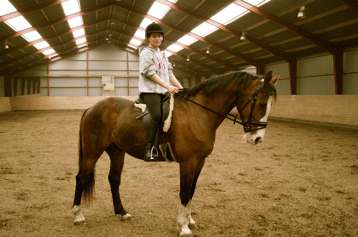 Dansk Varmblod Graffiti R billede 10