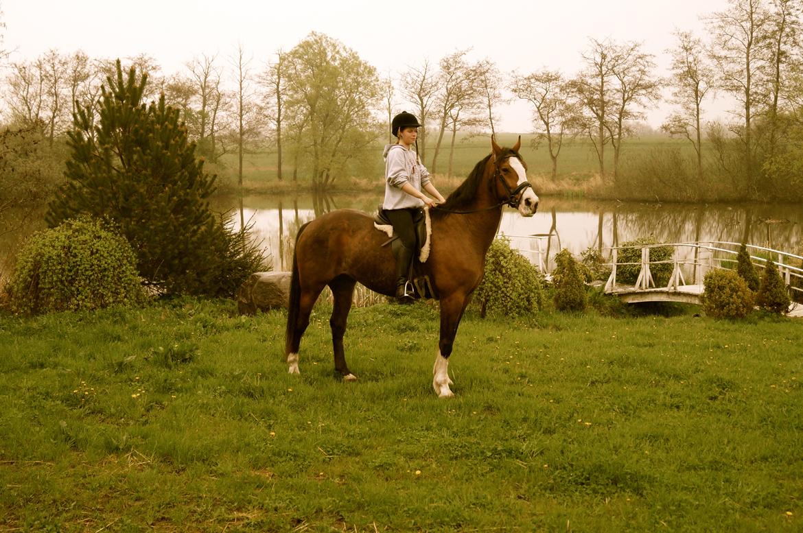 Dansk Varmblod Graffiti R billede 11