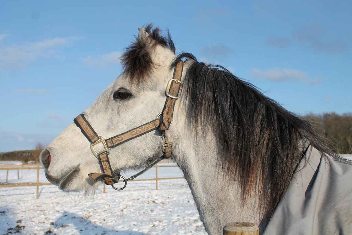 Welsh Pony (sec B) Låddenhøjs Toby billede 7