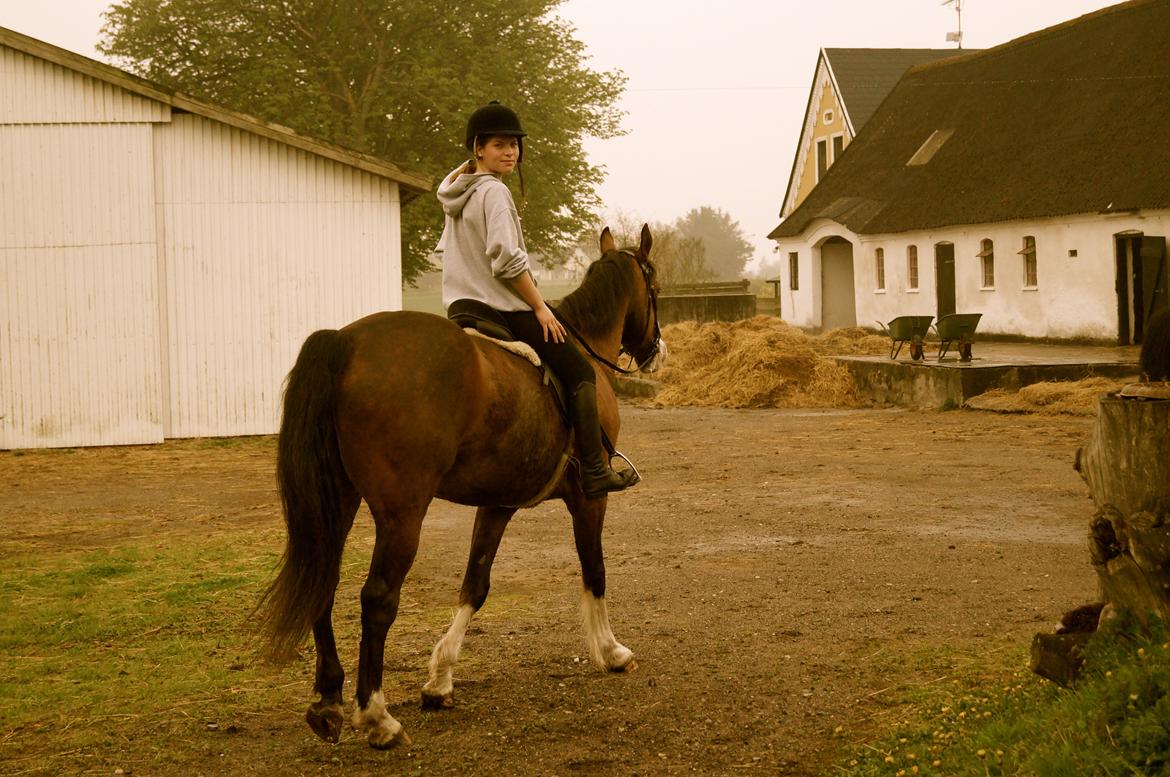 Dansk Varmblod Graffiti R billede 12