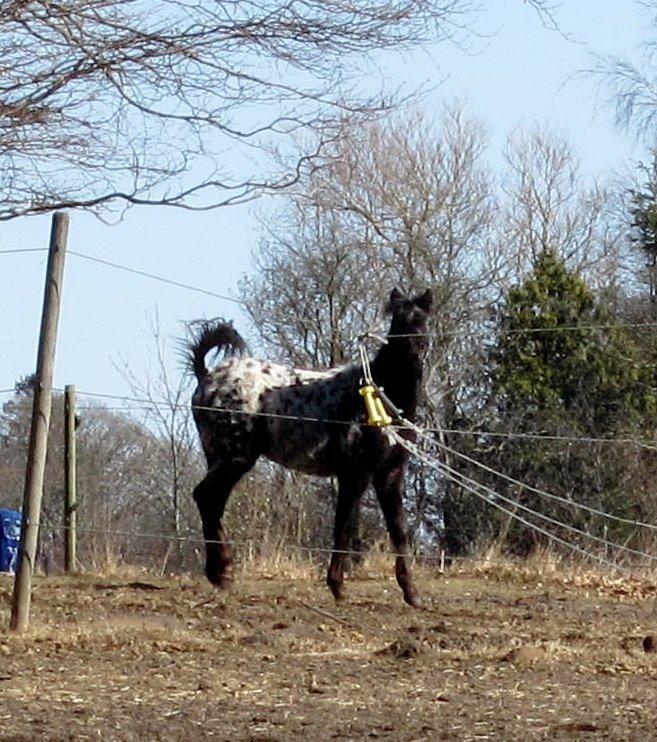 Knabstrupper Kraghedens Like A Princess billede 5