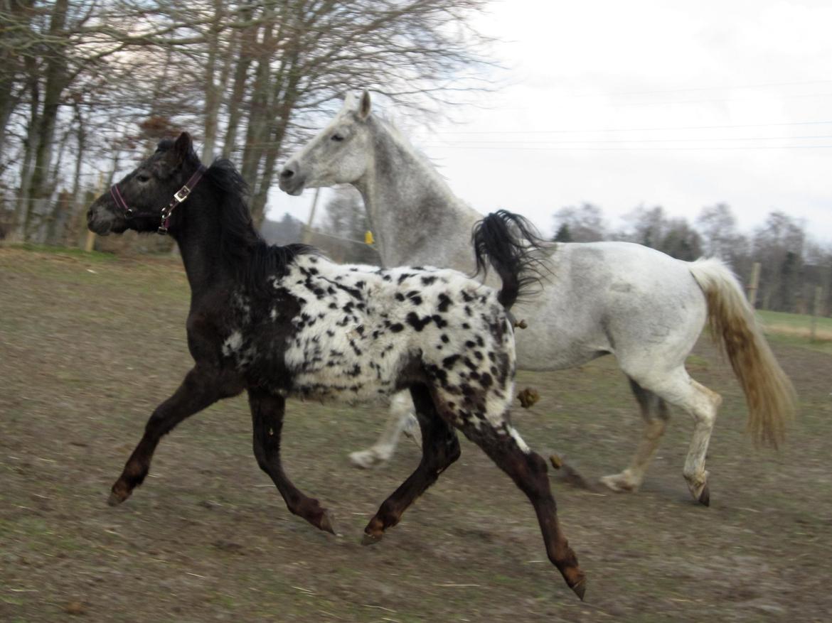 Knabstrupper Kraghedens Like A Princess billede 7