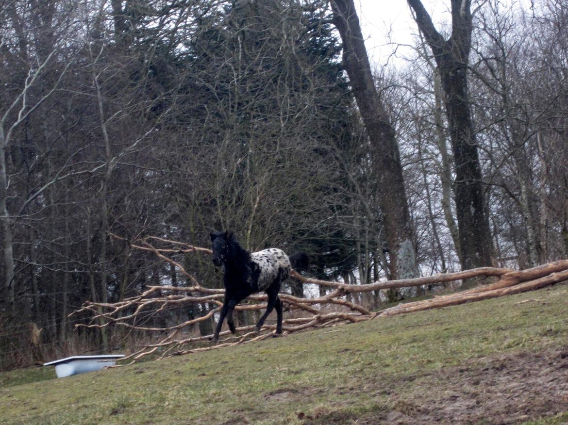 Knabstrupper Kraghedens Like A Princess billede 9