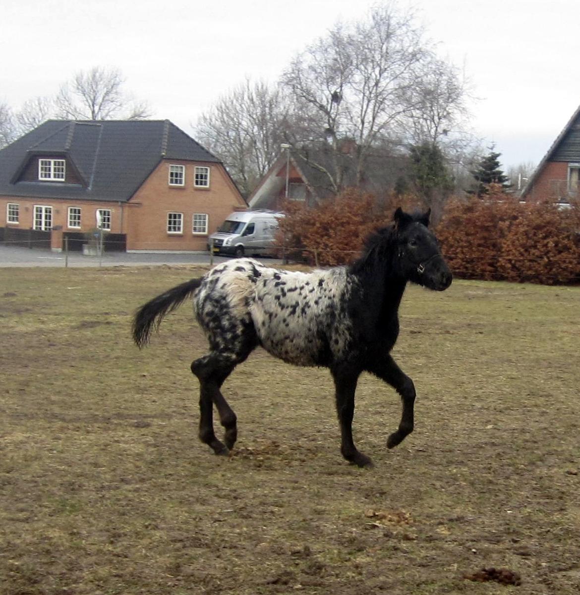Knabstrupper Kraghedens Like A Princess billede 11