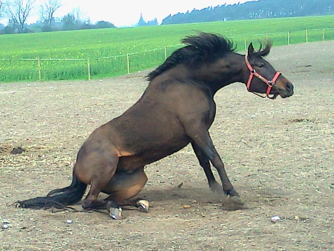 Arabisk fuldblod (OX) Ceduina - Lige et snapshot af Ceduina.. På vej op fra en rulletur :) billede 11